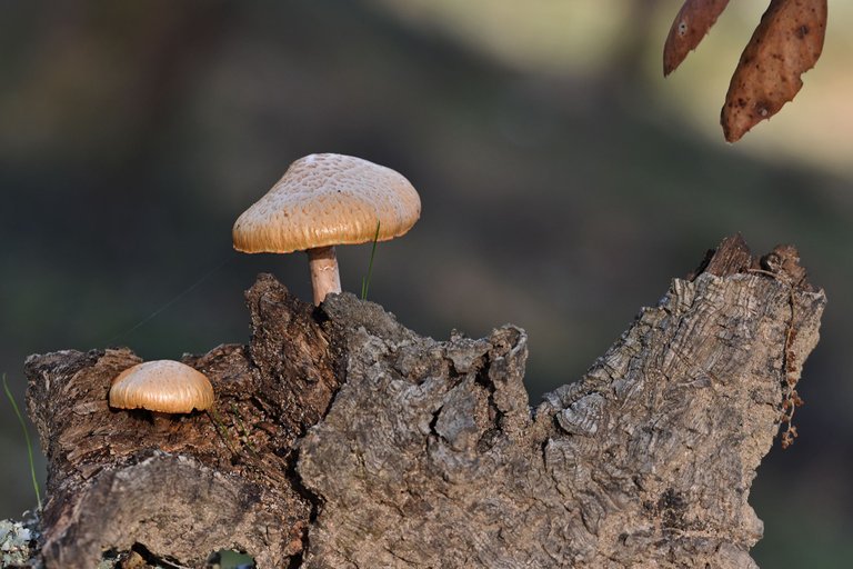 Gymnopilus suberis orange mushrooms pt  4.jpg