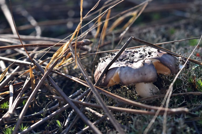 mushrooms pine needles 2.jpg