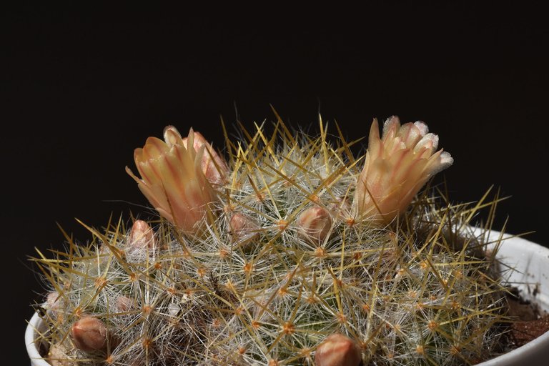 Mammillaria prolifera peach flower .jpg