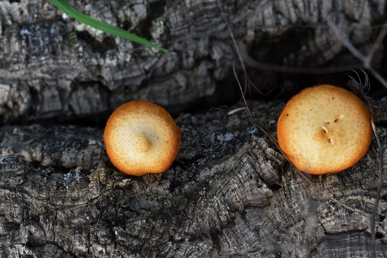 Gymnopilus suberis orange mushrooms pt  13.jpg