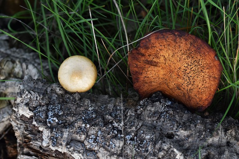 Gymnopilus suberis orange mushrooms pt  12.jpg