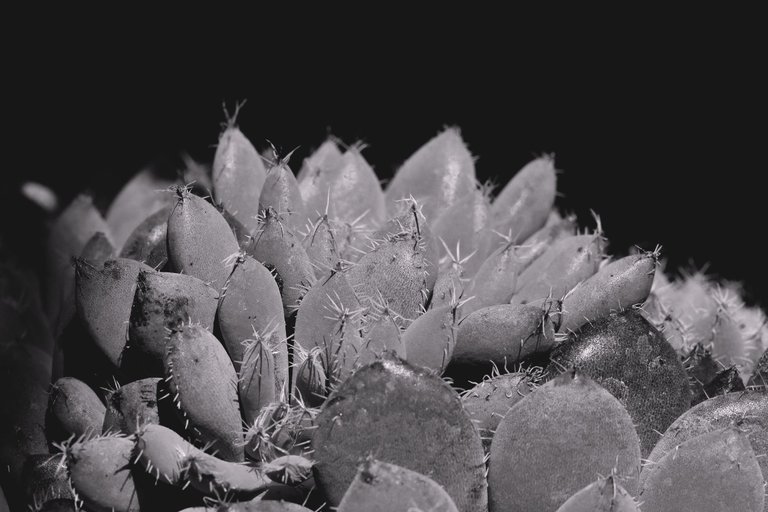 Echeveria Setosa var. Deminuta bw 8.jpg