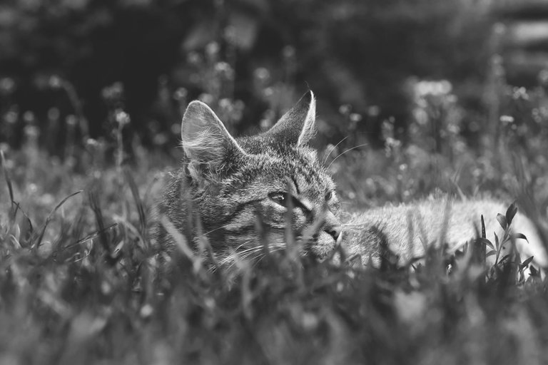 tabby kitty grass 3.jpg