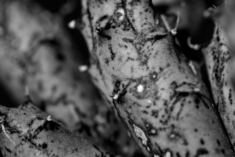 Huernia scars bw 5.jpg