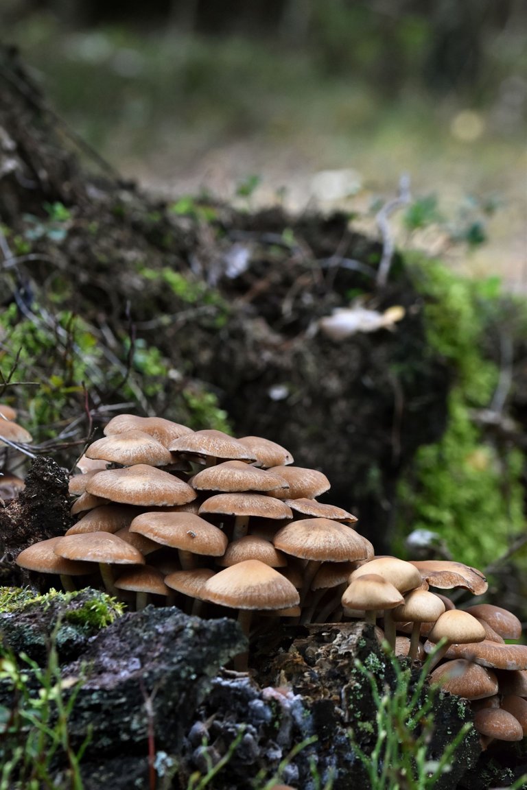 sulphur tuft brown mushrooms group pl 7.jpg