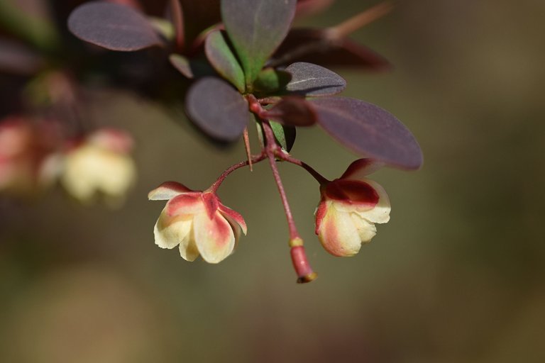 barberry blooms 10.jpg