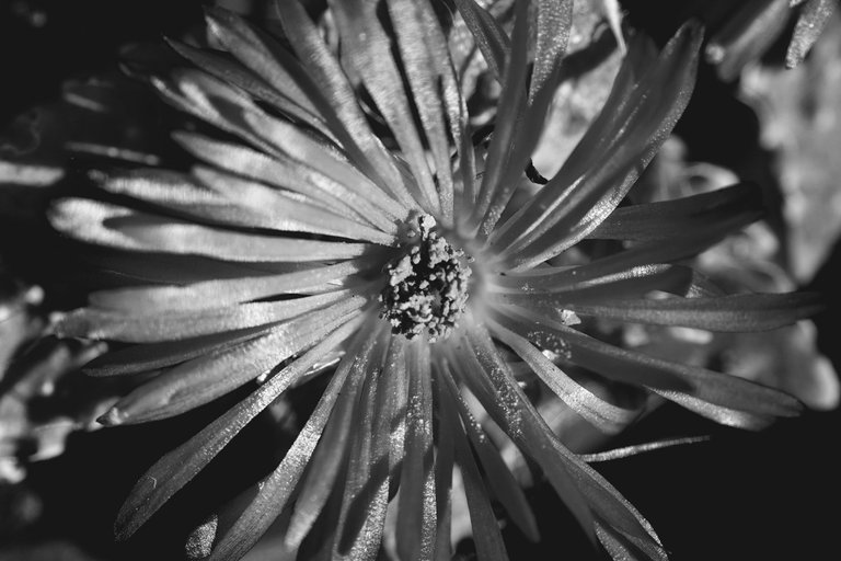 Faucaria tuberculosa spots bw 2.jpg