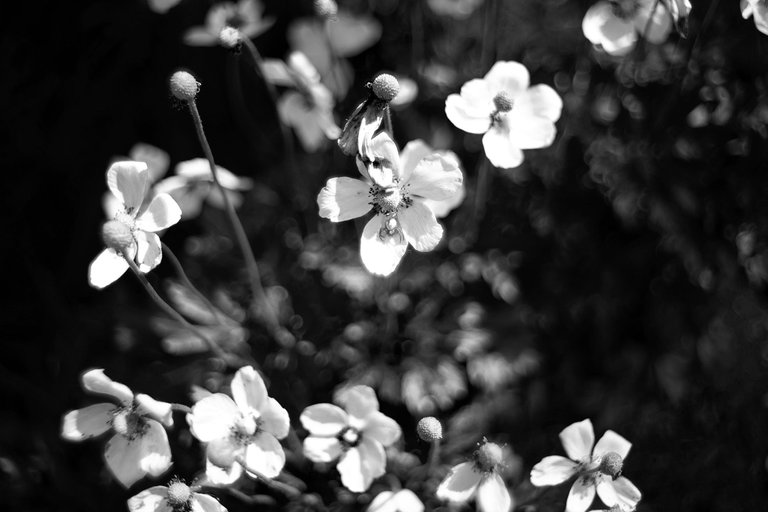 white anemones bokeh bw 4.jpg