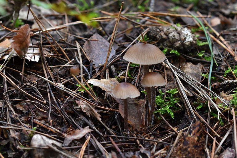 tiny brown mushrooms forest pl 1.jpg