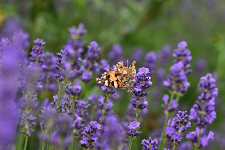 Painted lady butterfly damaged 2.jpg