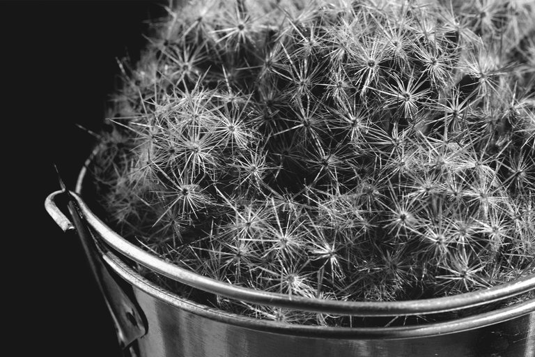 mammillaria prolifera bw.jpg