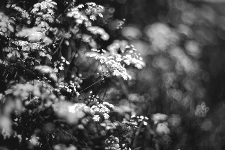 Elderberry flower helios bokeh bw 3.jpg