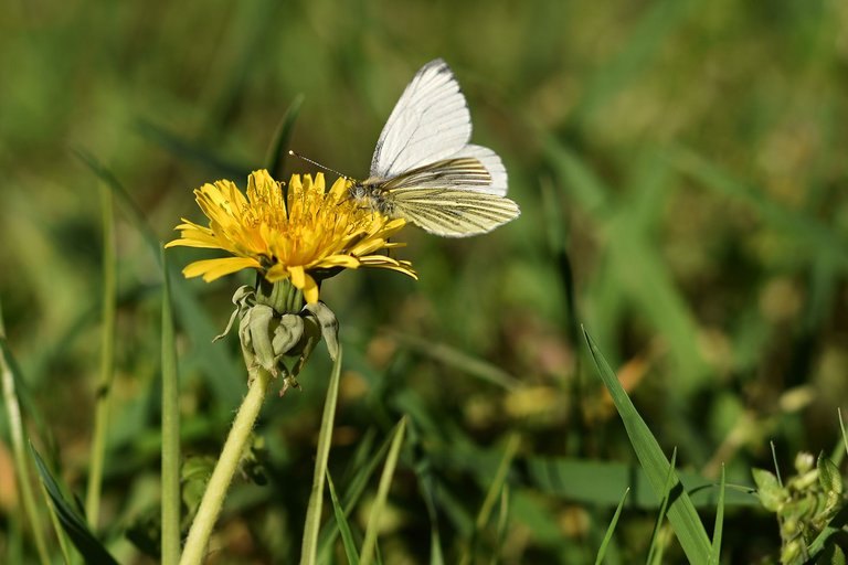 white butterfly.jpg