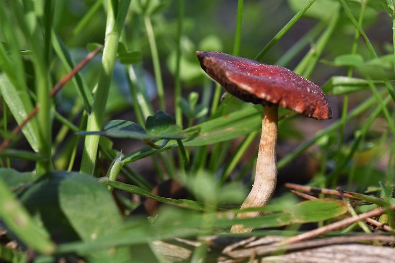 brown mushrooms park 3.jpg