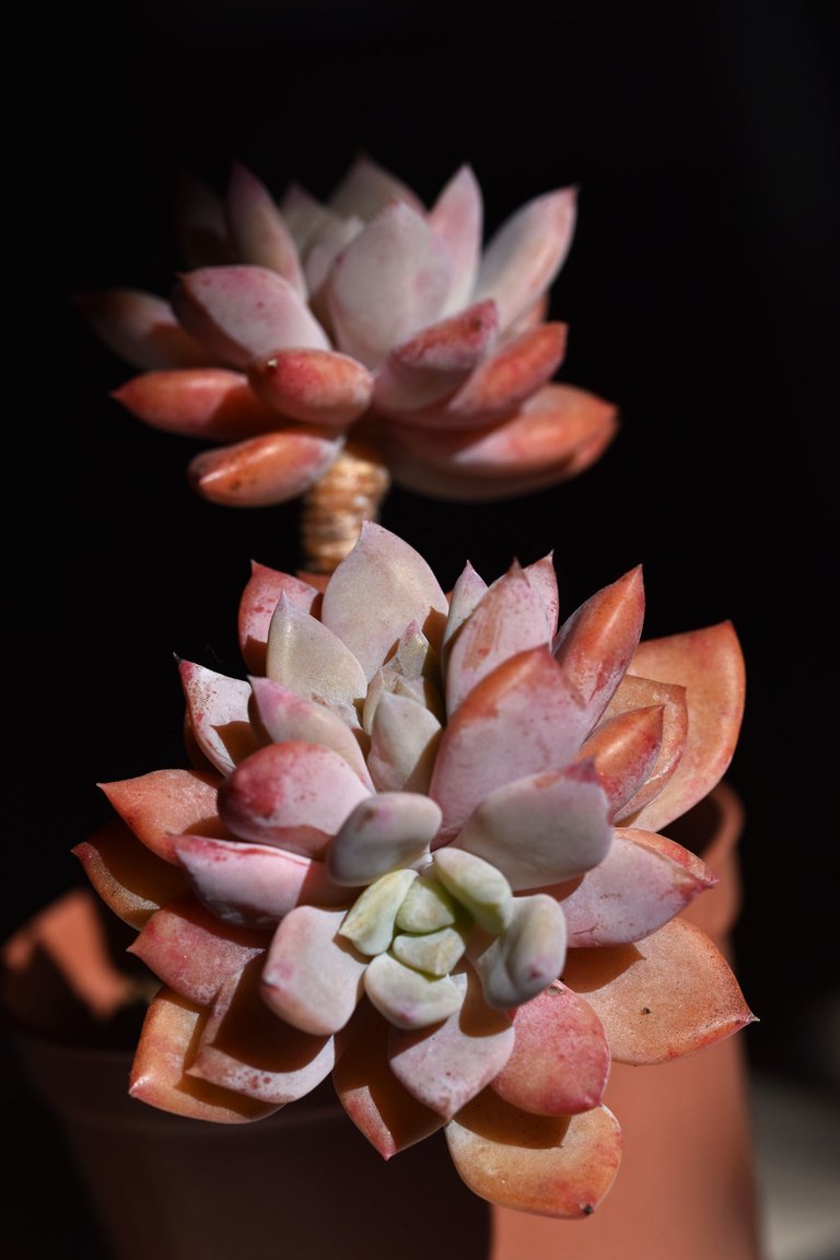 Echeveria split rosette 7.jpg