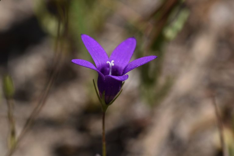 Campanula lusitanica blue flower 4.jpg