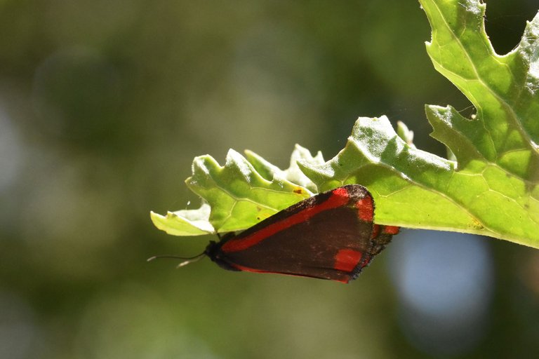 Cinnabar moth 2.jpg