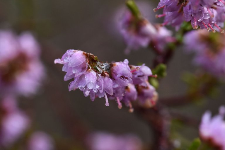 heather erica flowers waterdrops 9.jpg