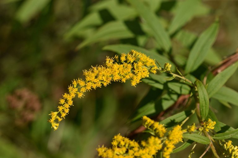 Solidago canadensis goldenrod wildflower pl 4.jpg