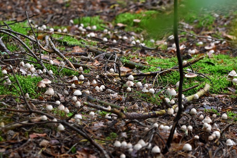 white daisy mushrooms pl 7.jpg