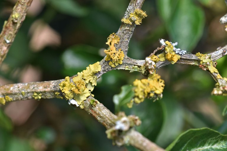 Chilli bush lichen 1.jpg