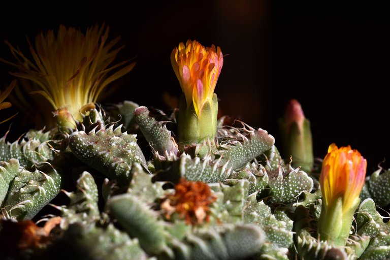 faucaria tuberculosa blooming 2021 2.jpg