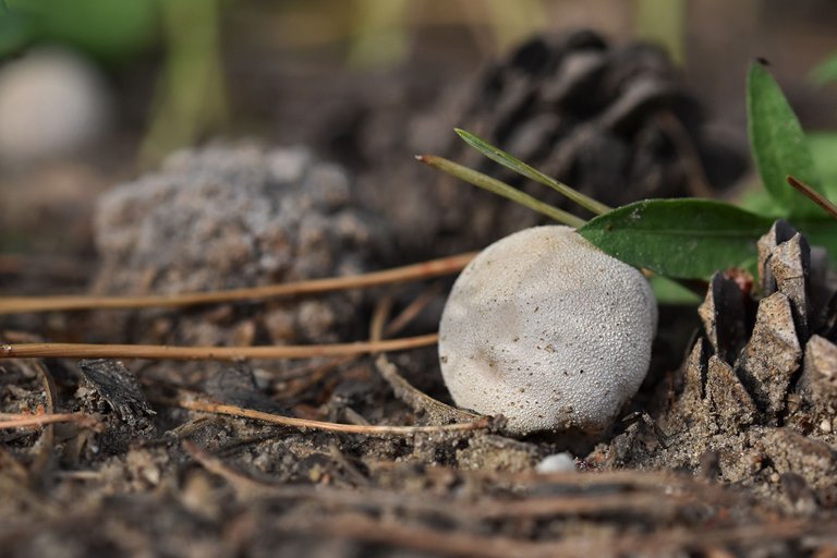 puffball mushroom pl 6.jpg