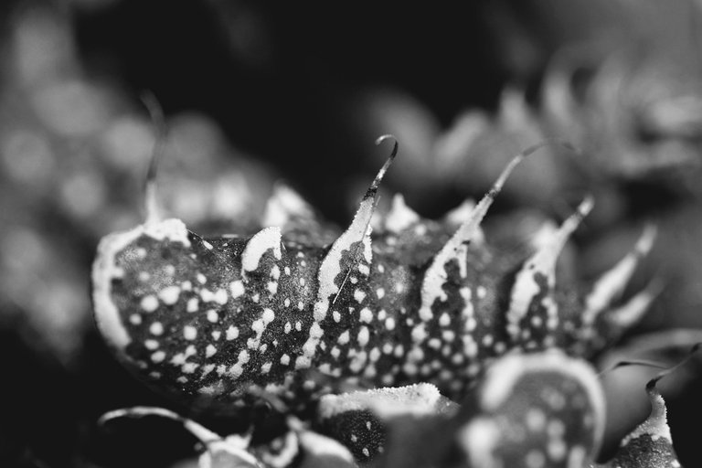 Faucaria tuberculosa spots bw 1.jpg