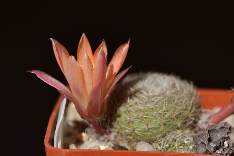 Rebutia heliosa cv. sunrise 2022 4.jpg