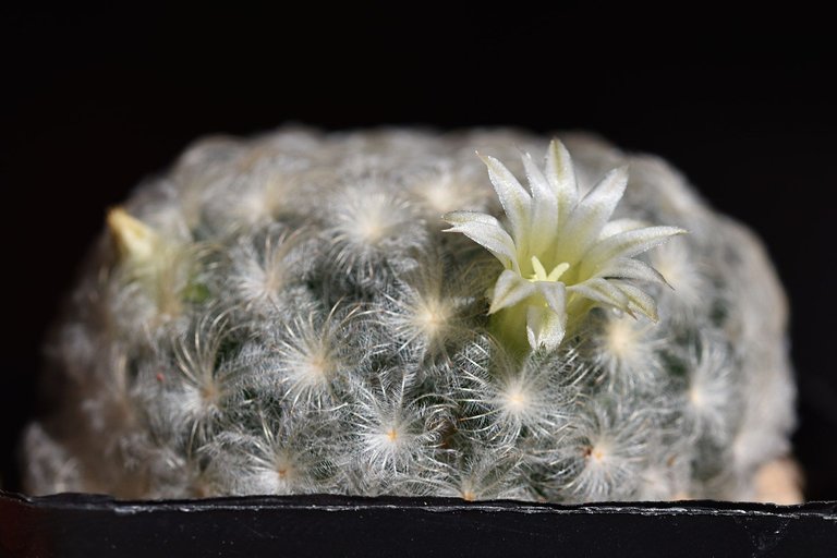 mammillaria plumosa 2024 1.jpg