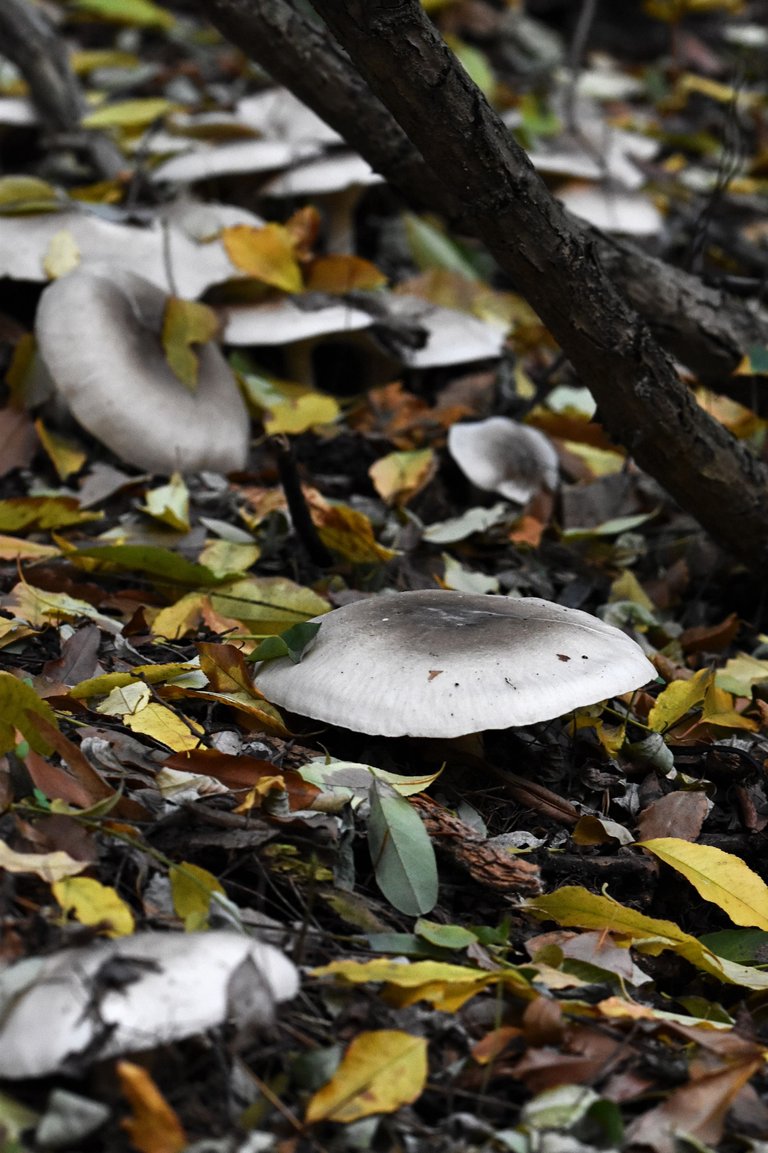 silver mushrooms pl 7.jpg