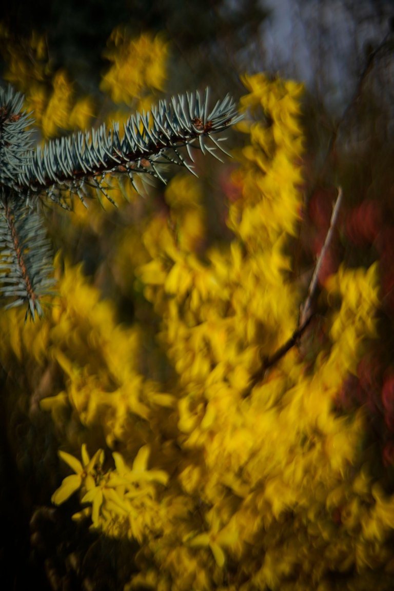 Forsycja biotar bokeh 11.jpg