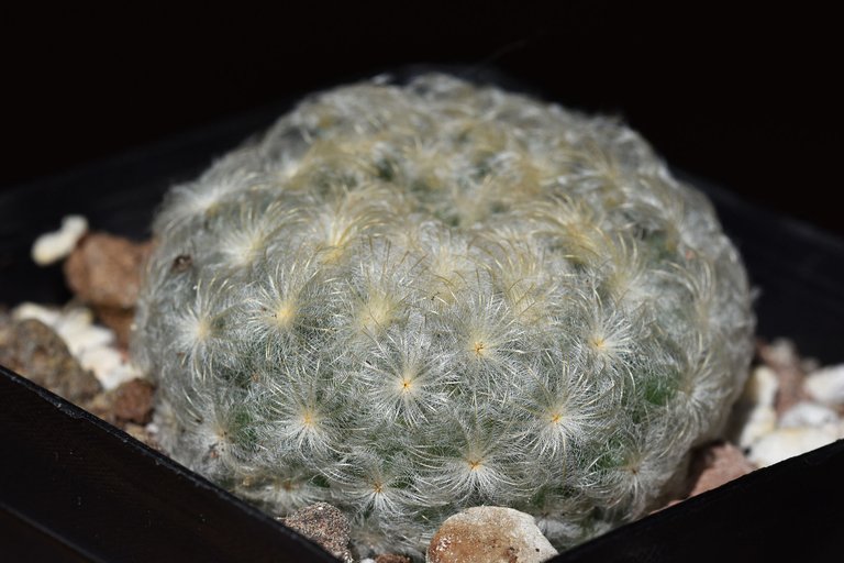 Mammillaria plumosa 2024 1.jpg