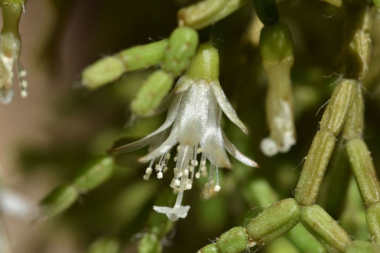 Rhipsalis pilocarpa bloom 2023 6.jpg