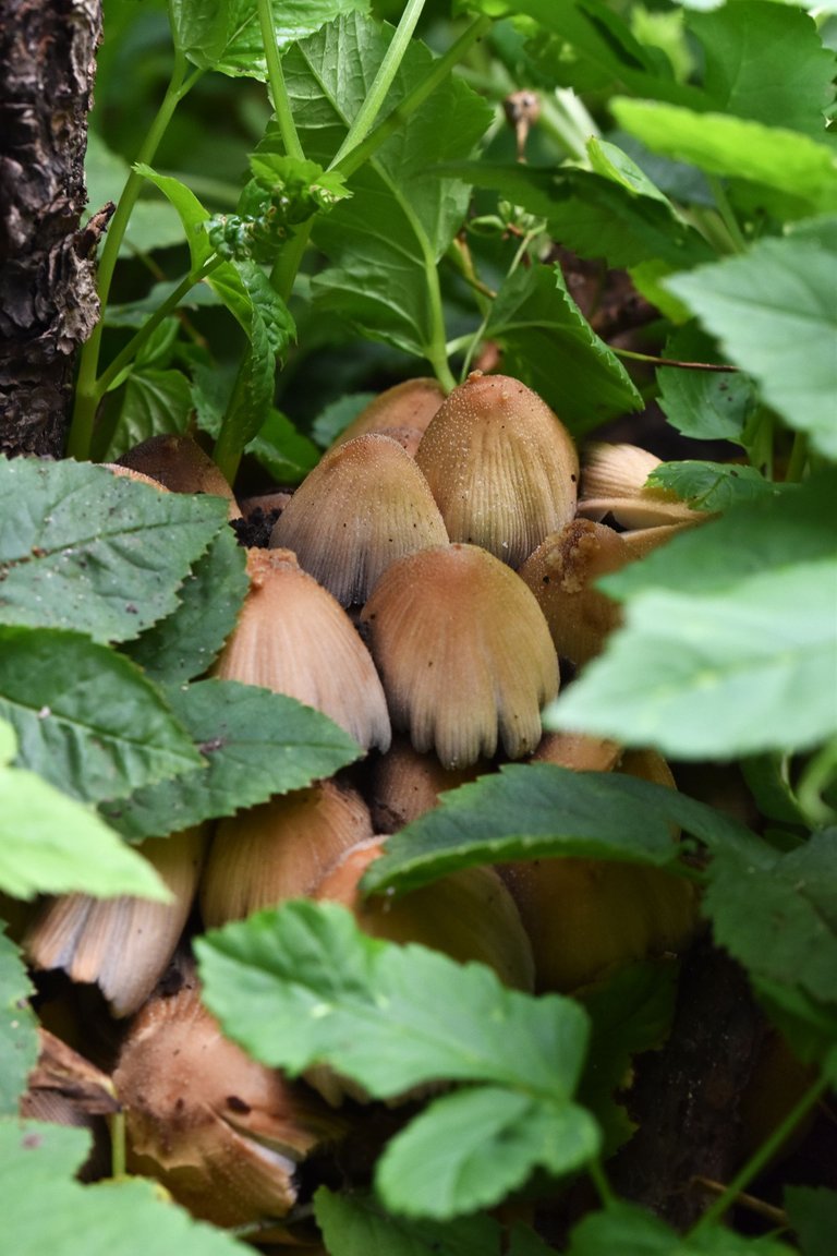 mushrooms applee tree pl 1.jpg