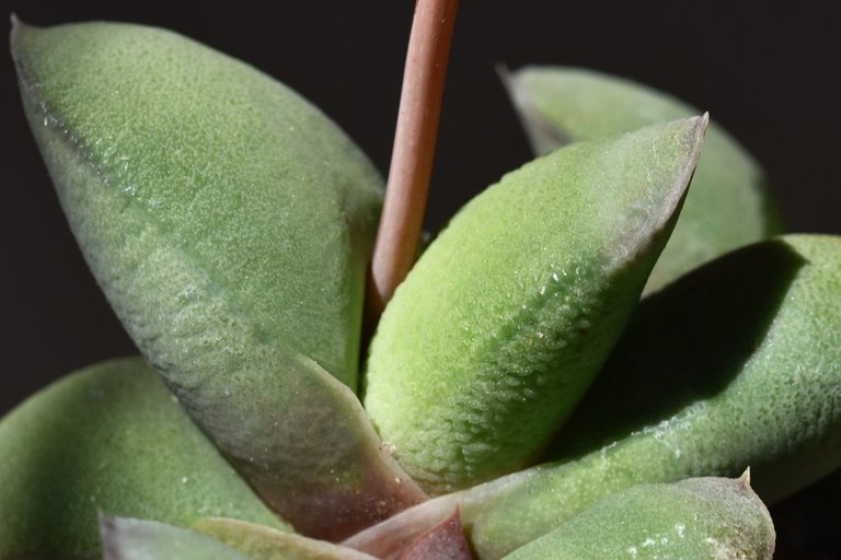 Gasteria glomerata flower 5.jpg