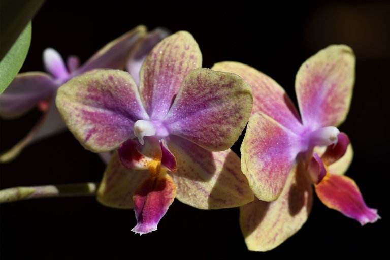 Mini phalaenopsis yellow-pink 2023 1.jpg