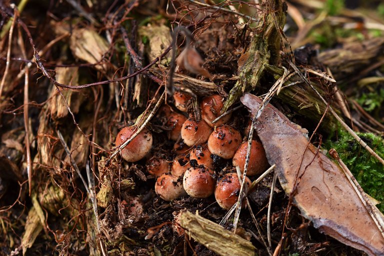 small orange mushrooms pl 5.jpg