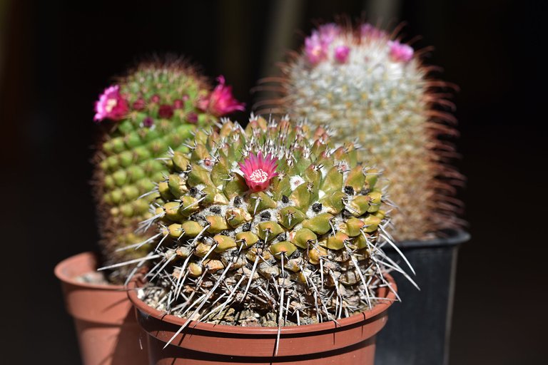 Mammillaria magnimamma 2025 1.jpg