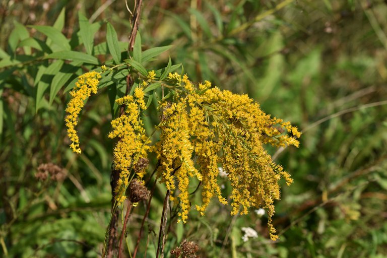 Solidago canadensis goldenrod wildflower pl 6.jpg