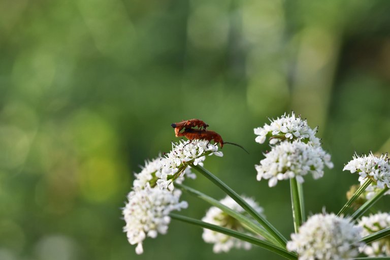 Longhorn beetle Stictoleptura rubra 1.jpg