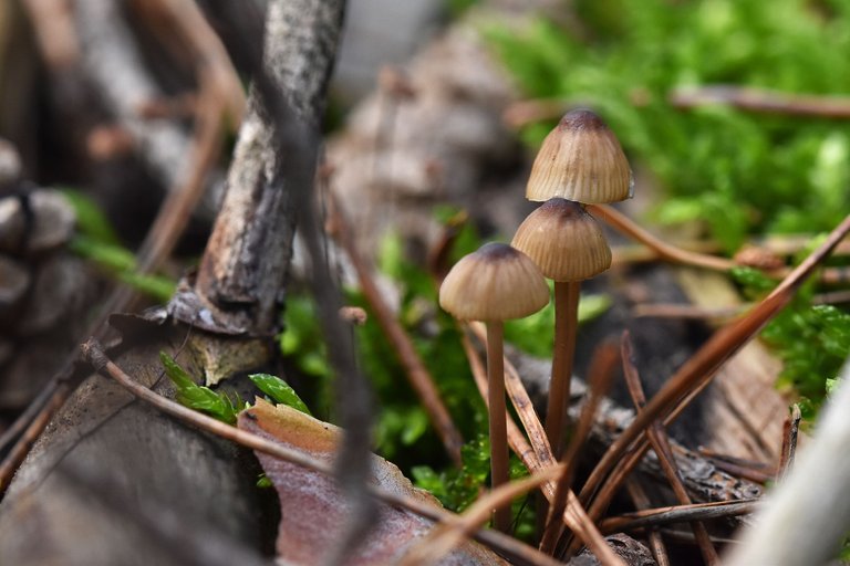 mushrooms birch pile 8.jpg