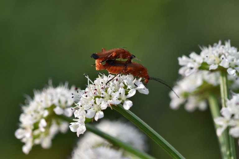 Longhorn beetle Stictoleptura rubra 6.jpg