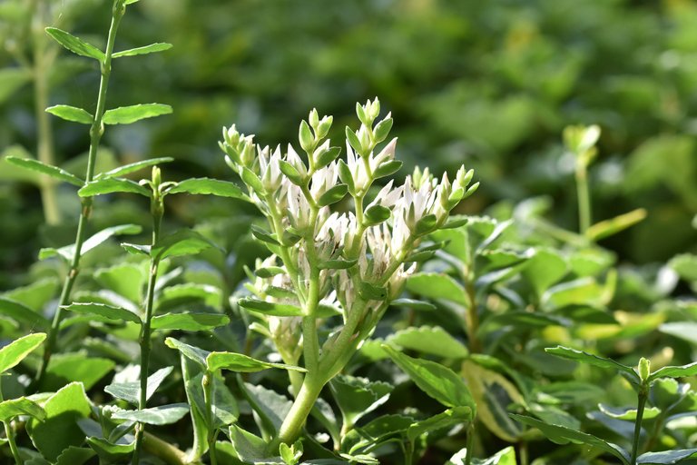 sedum spurium garden 7.jpg