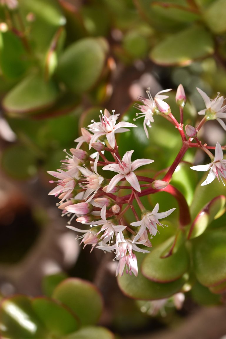 Crassula ovata flowers 2022 2.jpg