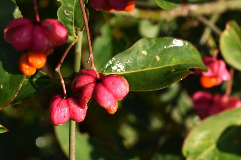 Euonymus europaeus trzemielina fruits pl 3.jpg