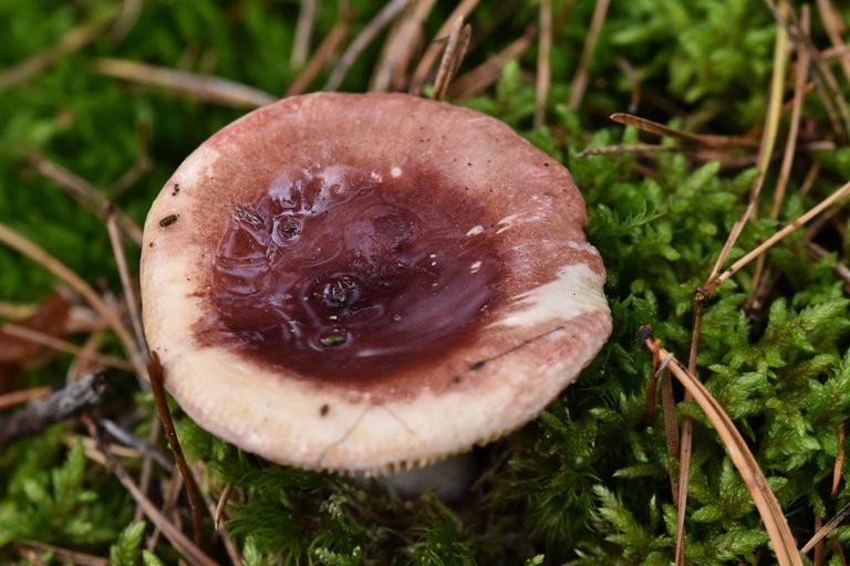 wet mushrooms 1.jpg