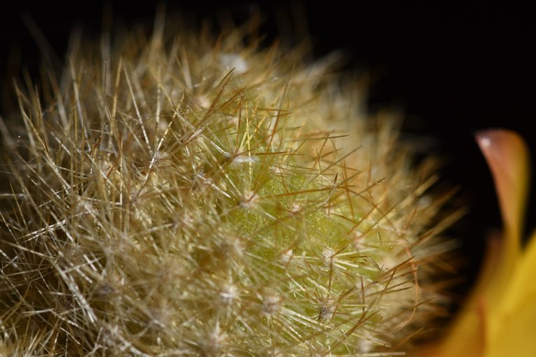 Rebutia Fabrisii var. Aureiflora 2022 6.jpg