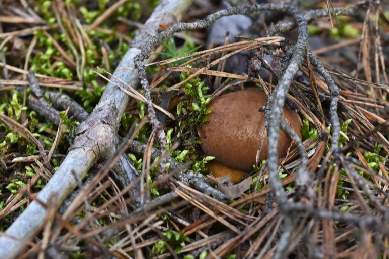 boletus mushroom pl 1.jpg