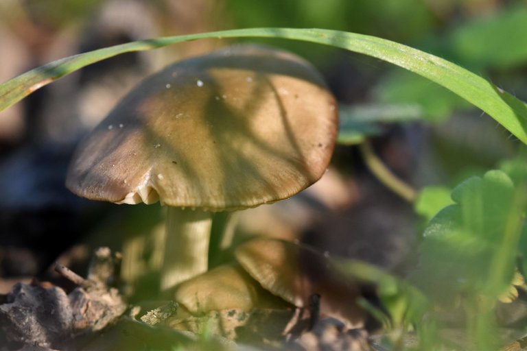 mushroom group lawn 2.jpg